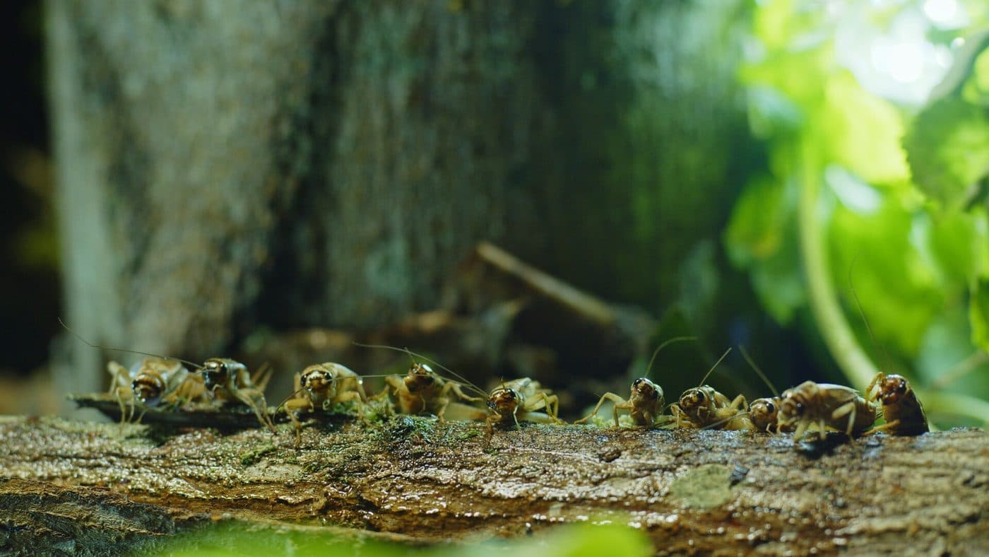 Nature Attack — image du film