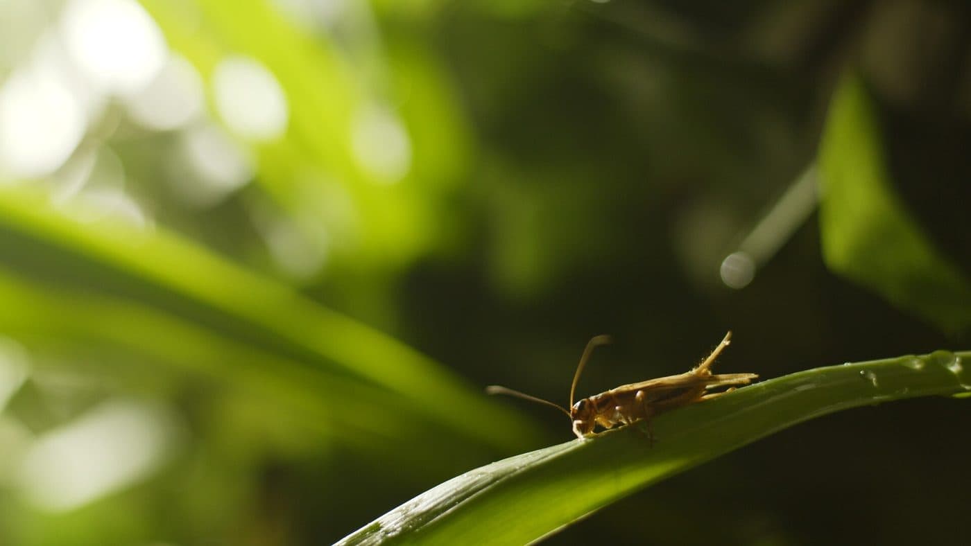 Nature Attack — image 3